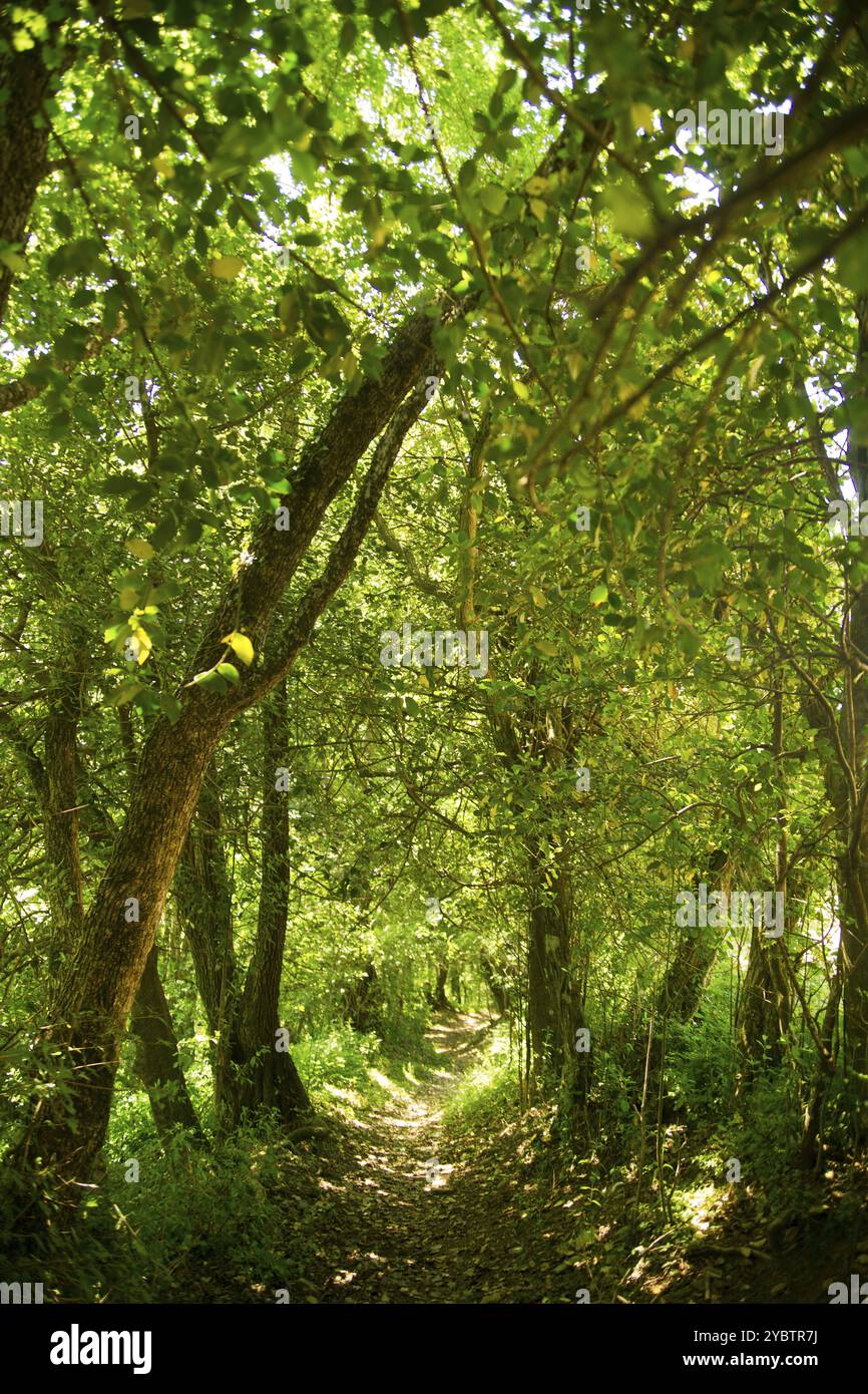 Percorso nel bosco durante la stagione estiva Foto Stock