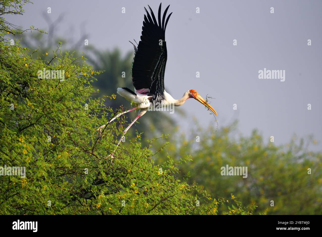 Cicogne dipinte (Mycteria lecucophala) al volo, fauna selvatica di bhopal, India Foto Stock