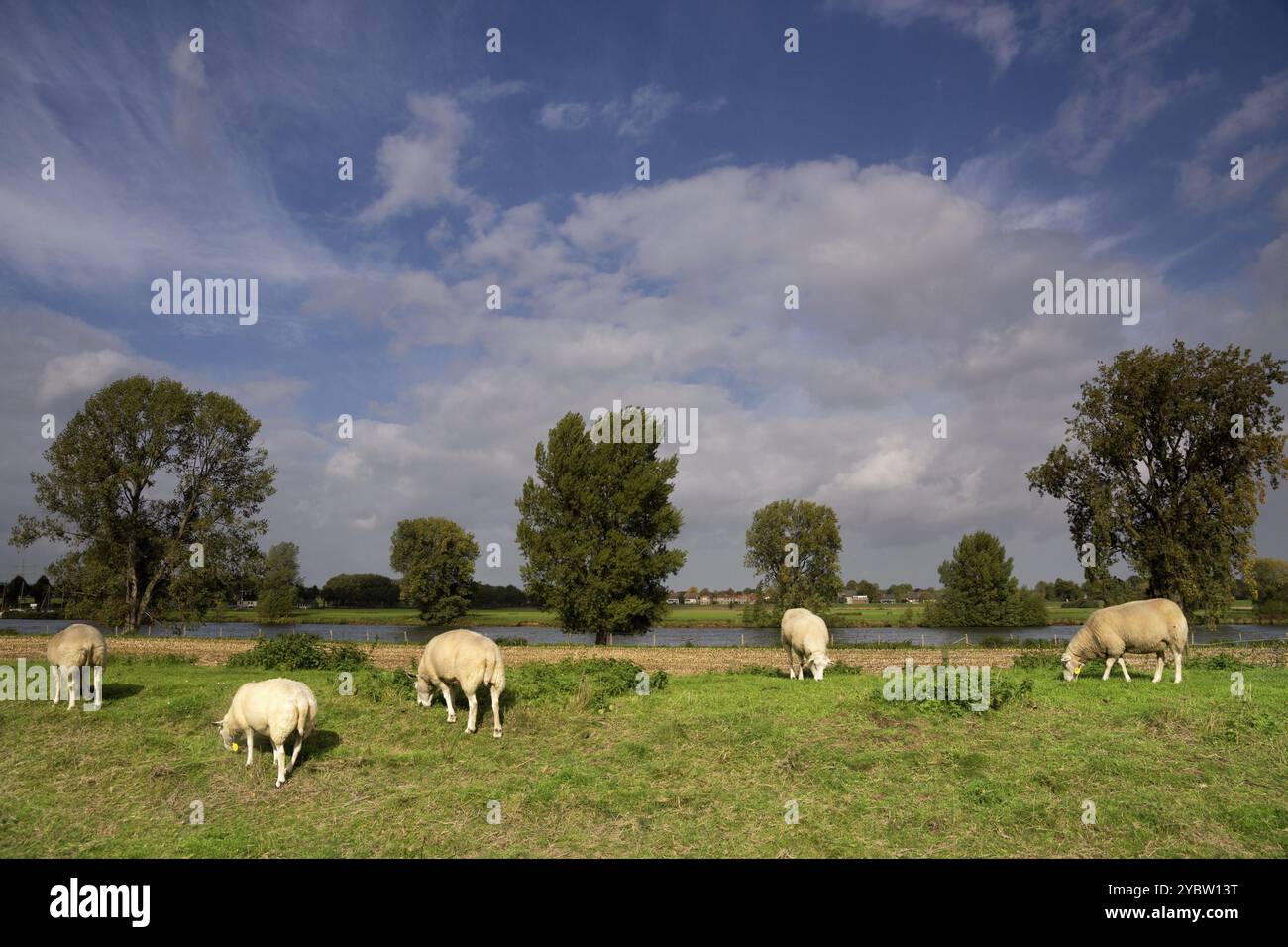 Pecora su una diga lungo il fiume Maas vicino al villaggio olandese di Cuijk Foto Stock