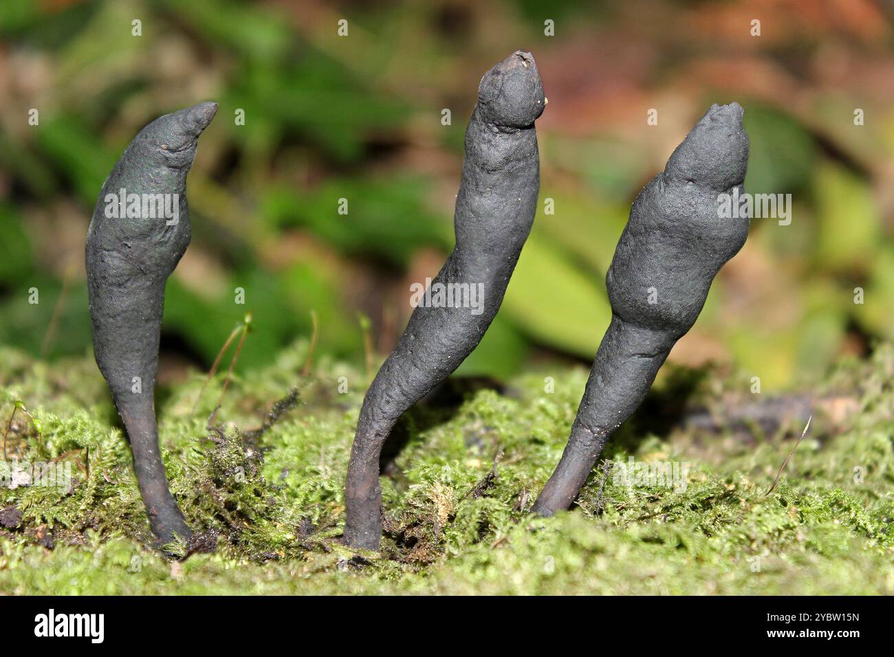 Dead Moll le dita - Xylaria longipes Foto Stock