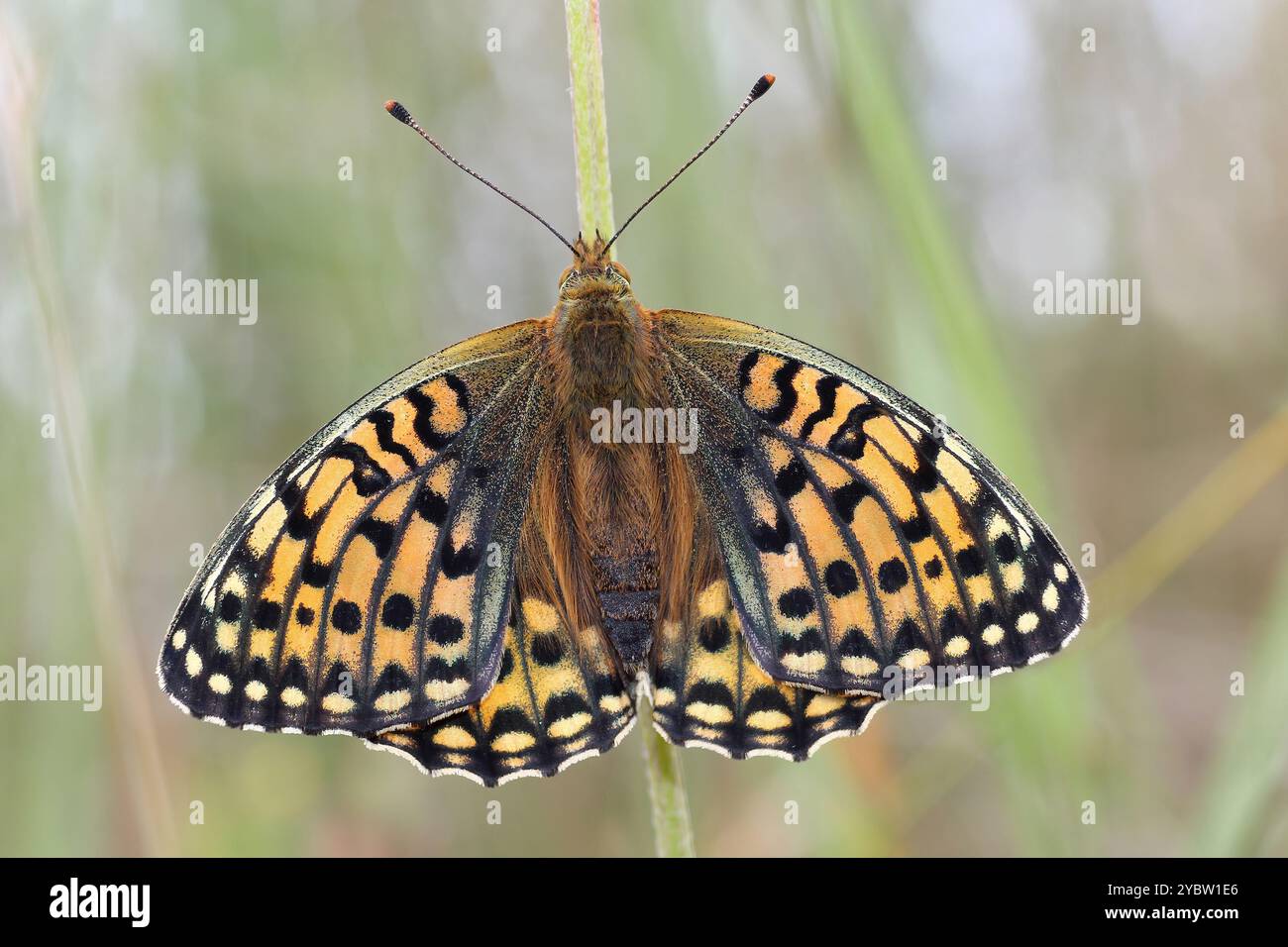 Fritillario Verde scuro (Speyeria aglaja) Foto Stock