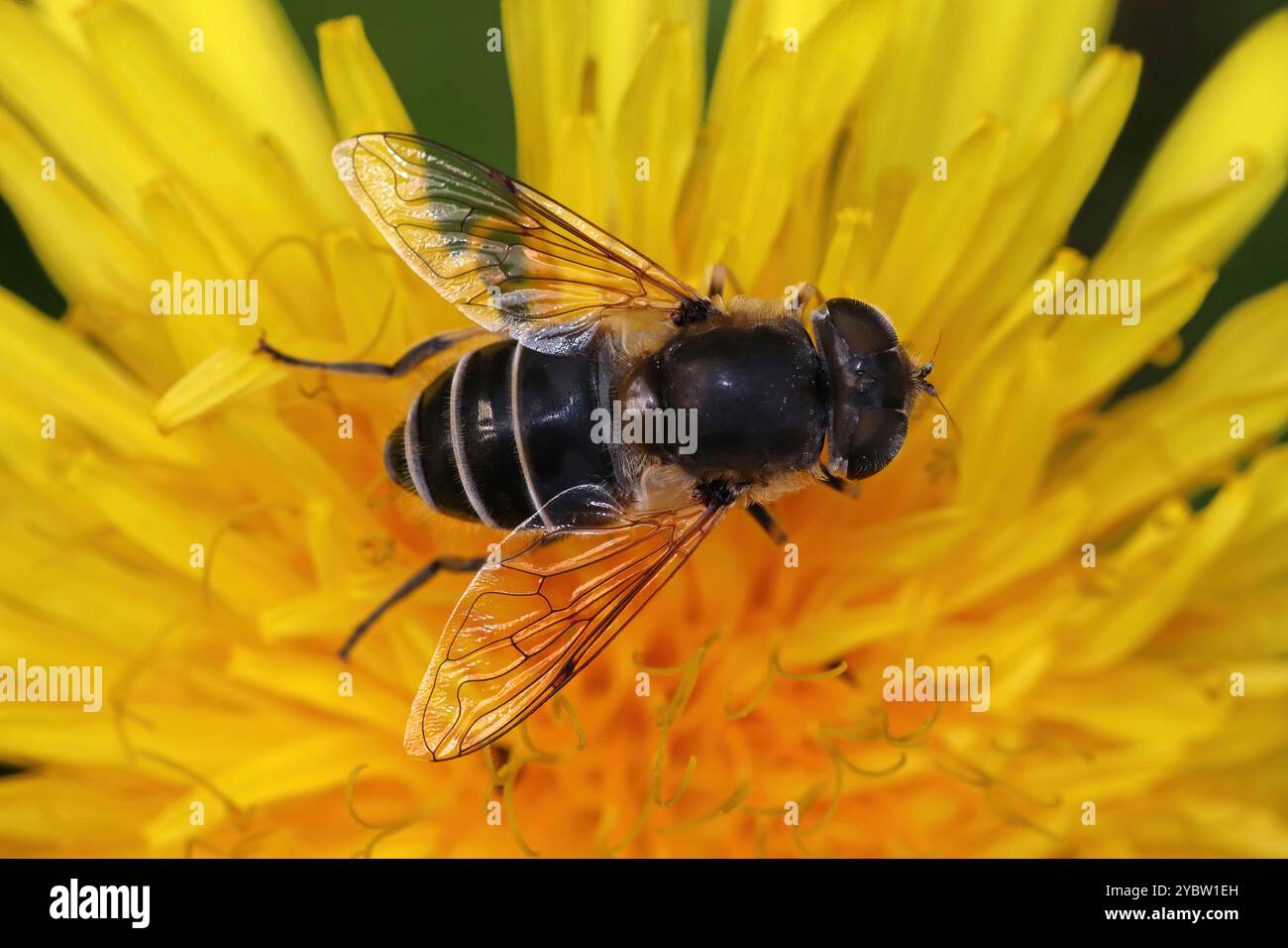 Dronefly a strisce (Eristalis nemorum) Foto Stock