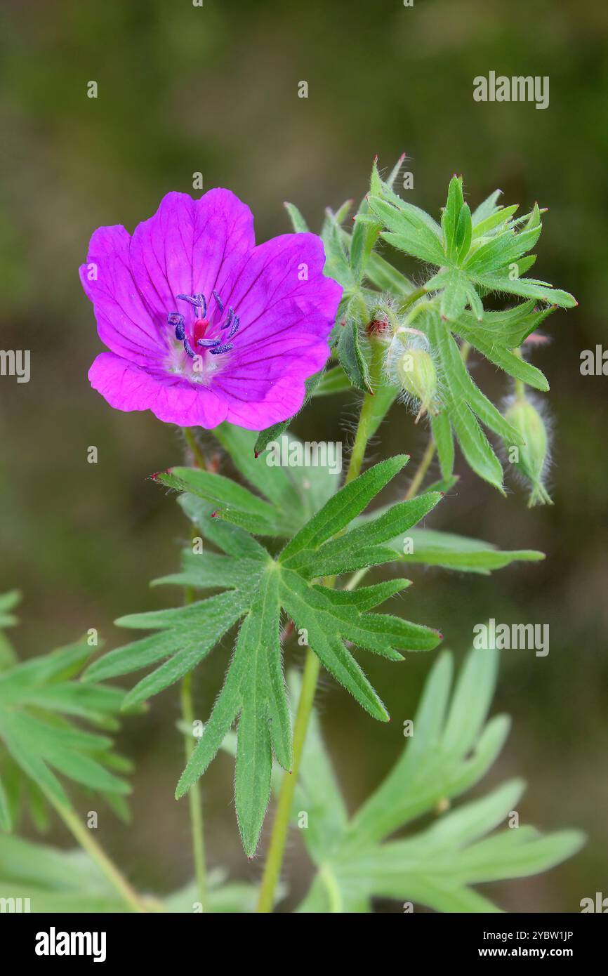 Crane's-Bill con foglie tagliate - dissectum in geranio Foto Stock