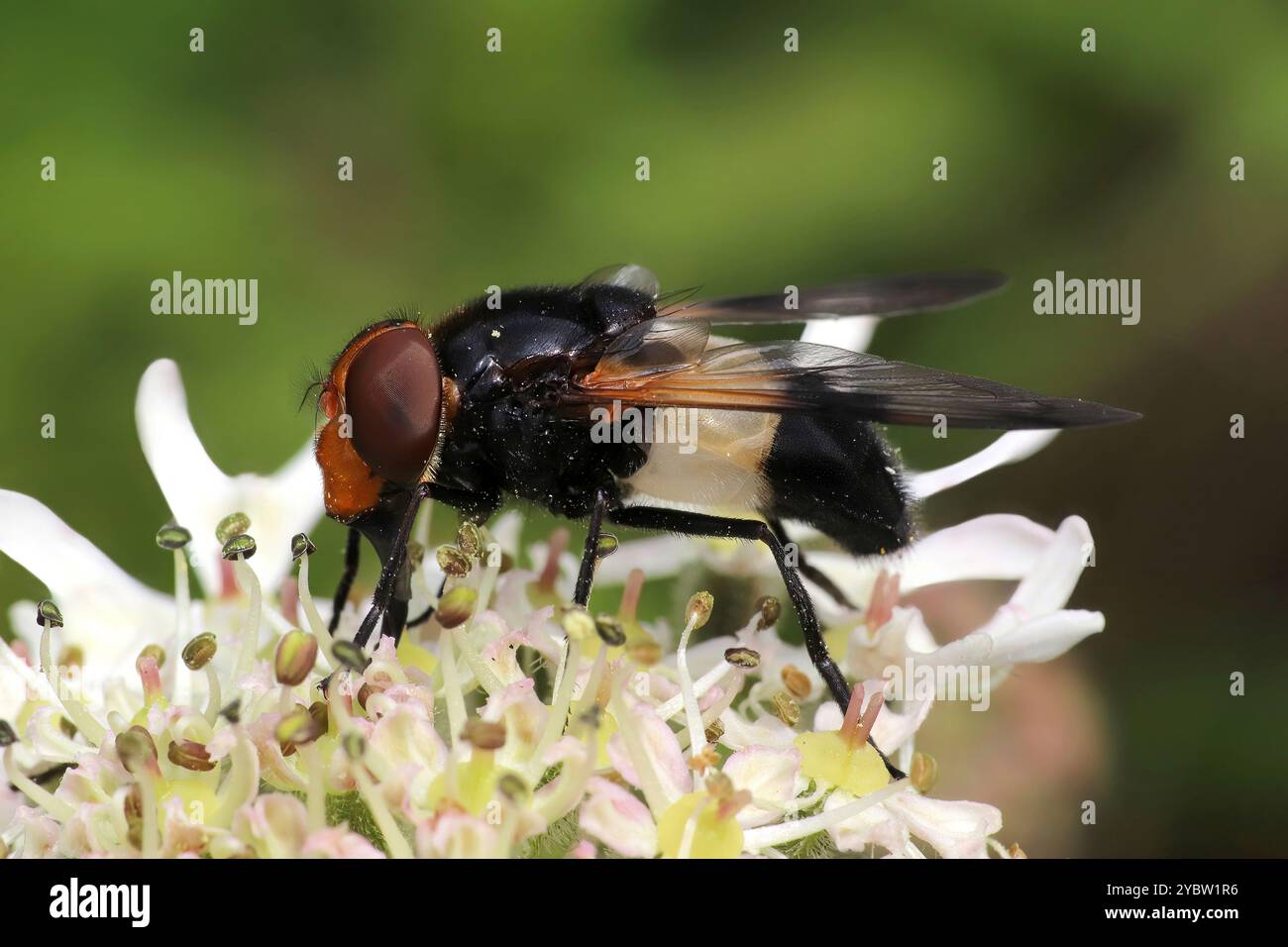 Great Pied Hoverfly, alias Pellucid Fly - Volucella pellucens Foto Stock