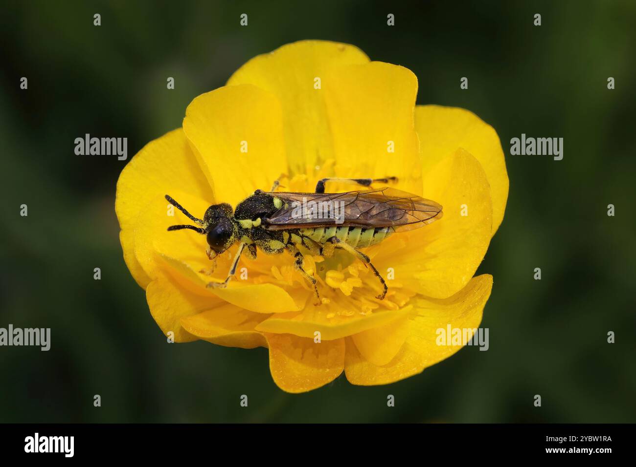 Clover Sawfly Tenthredo arcuata Foto Stock