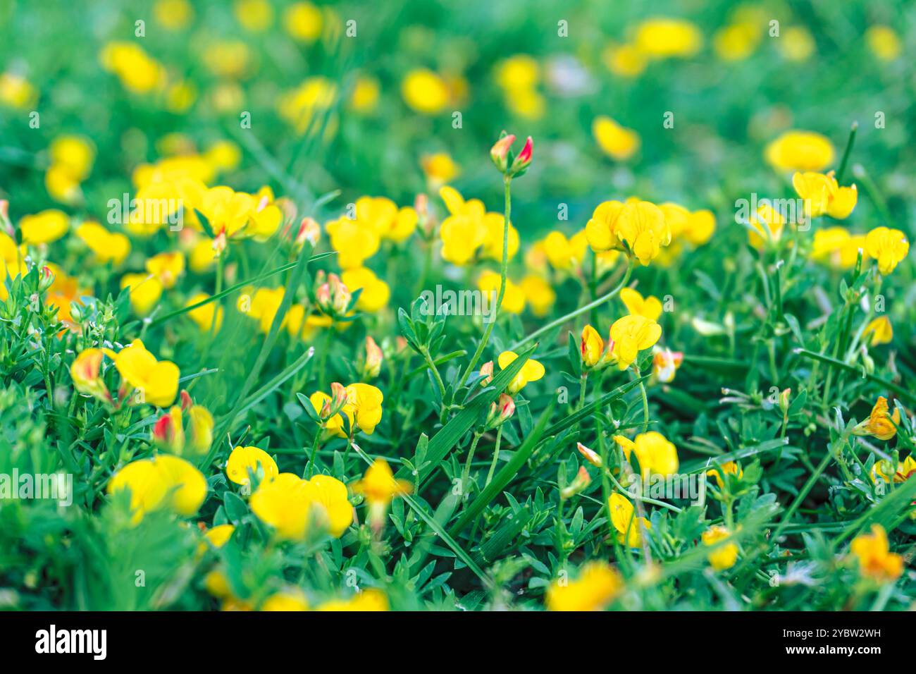Fiori gialli su prato. Foto Stock