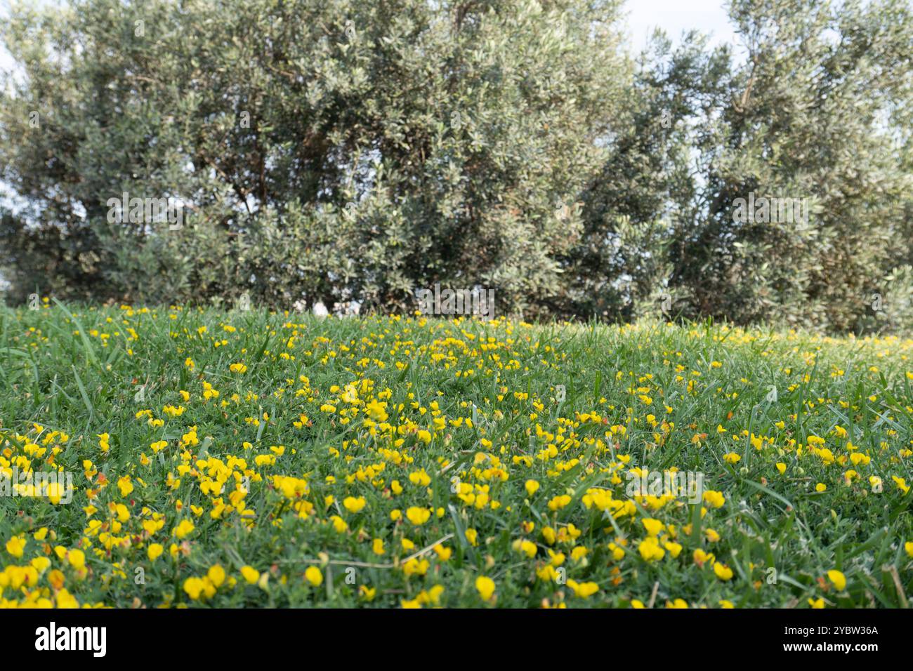 Fiori gialli su prato. Foto Stock