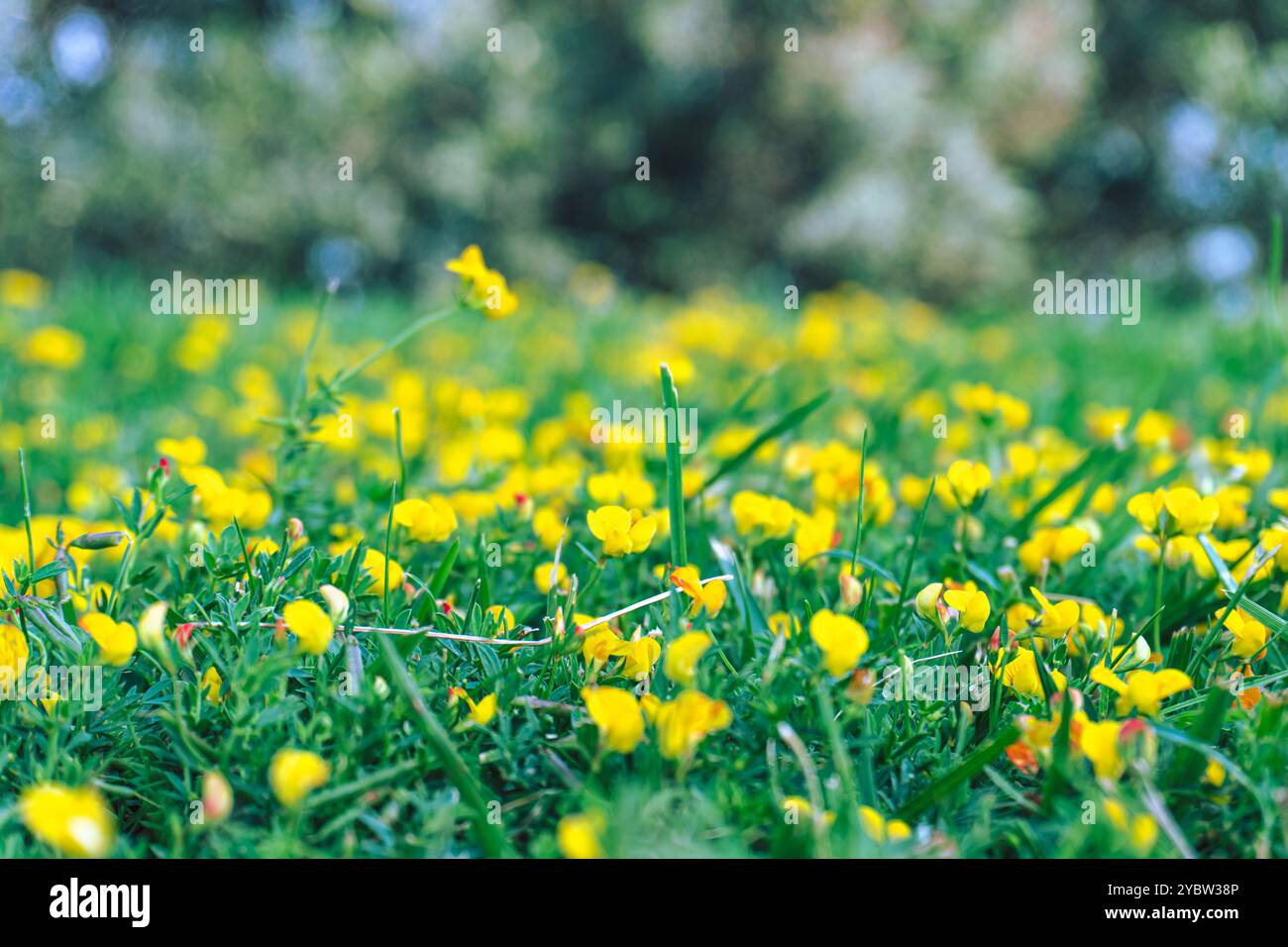 Fiori gialli su prato. Foto Stock