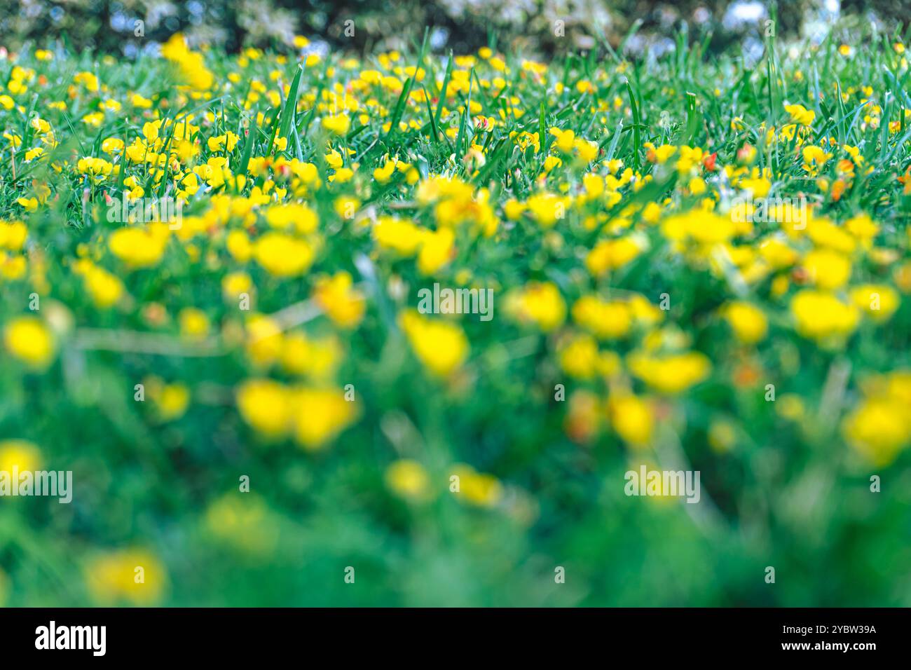 Fiori gialli su prato. Foto Stock