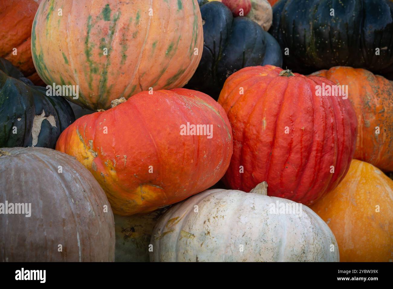 Zucche. Zucche in vendita presso un'etichetta di zucca. Le zucche di Halloween e d'autunno si accumulavano l'una sull'altra per la vendita in un mercato agricolo. Foto Stock