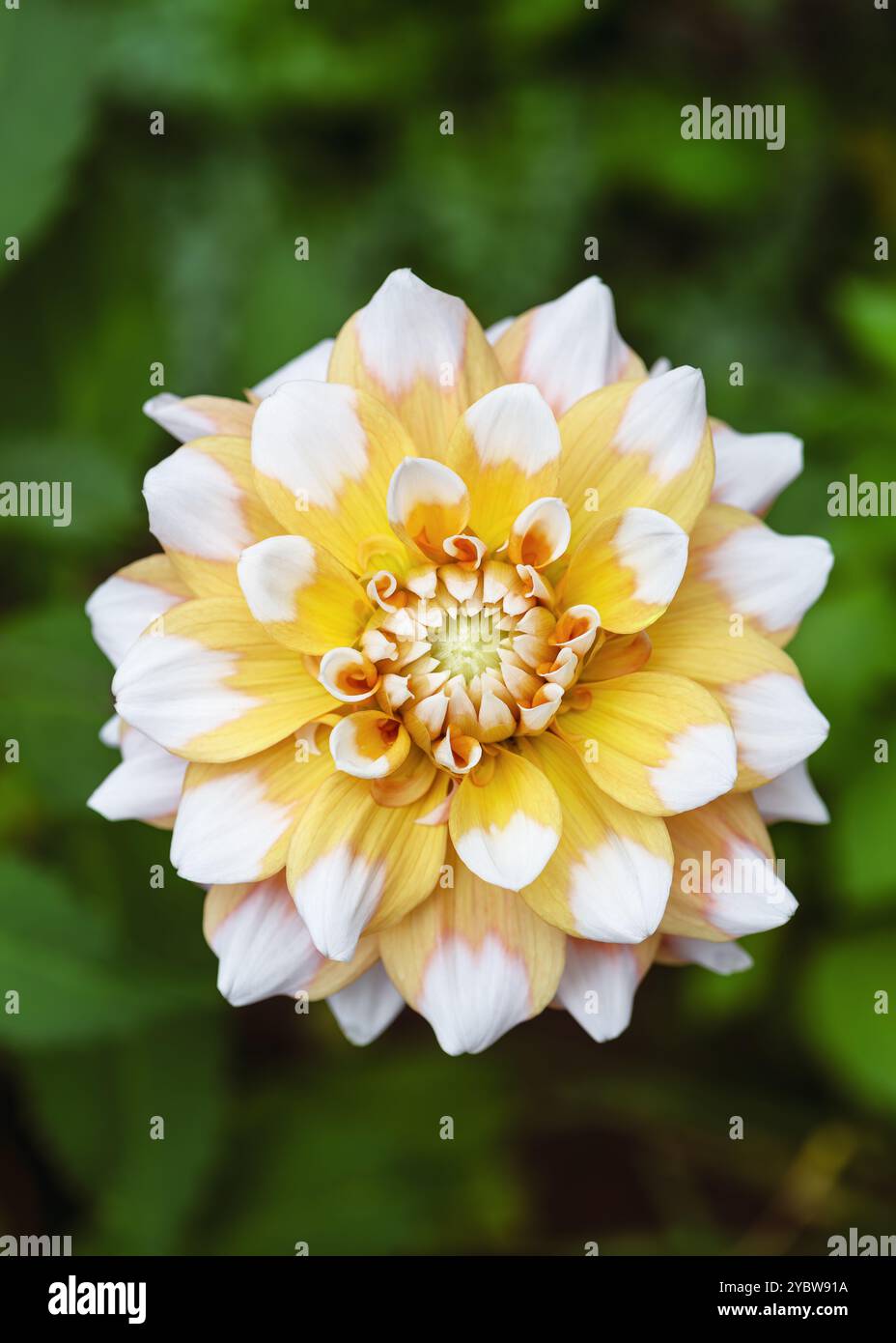 Incredibile fiore decorativo giallo e bianco dahlia 'Seattle' nelle giornate di sole con un piacevole e morbido sfondo bokeh sfocato. Concetto floristico o di giardinaggio. Foto Stock