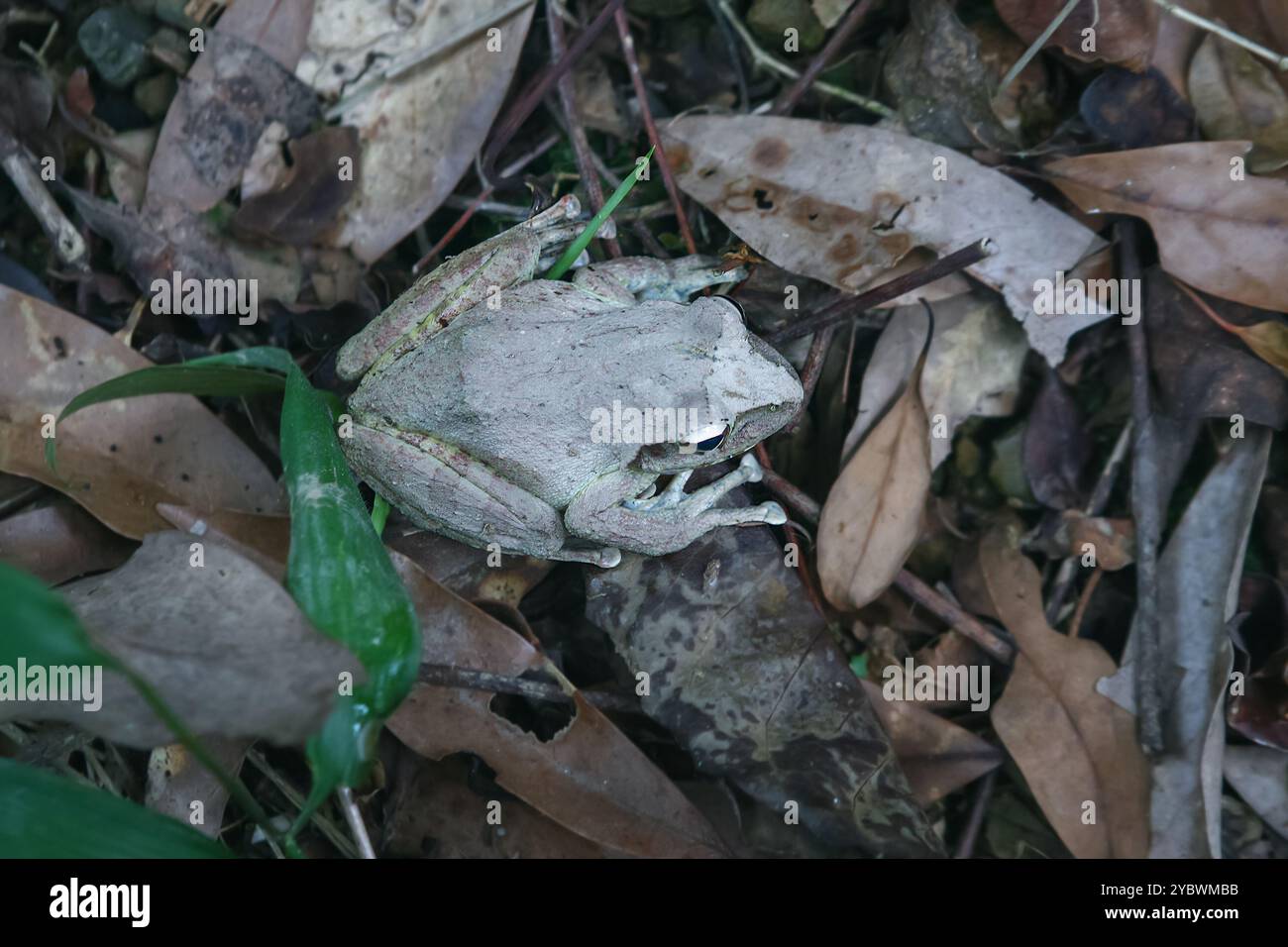 Una piccola rana grigia, perfettamente mimetizzata contro un letto di foglie cadute. Gli occhi grandi e rotondi e i tamponi adesivi sono visibili. Acquisito in una lu Foto Stock