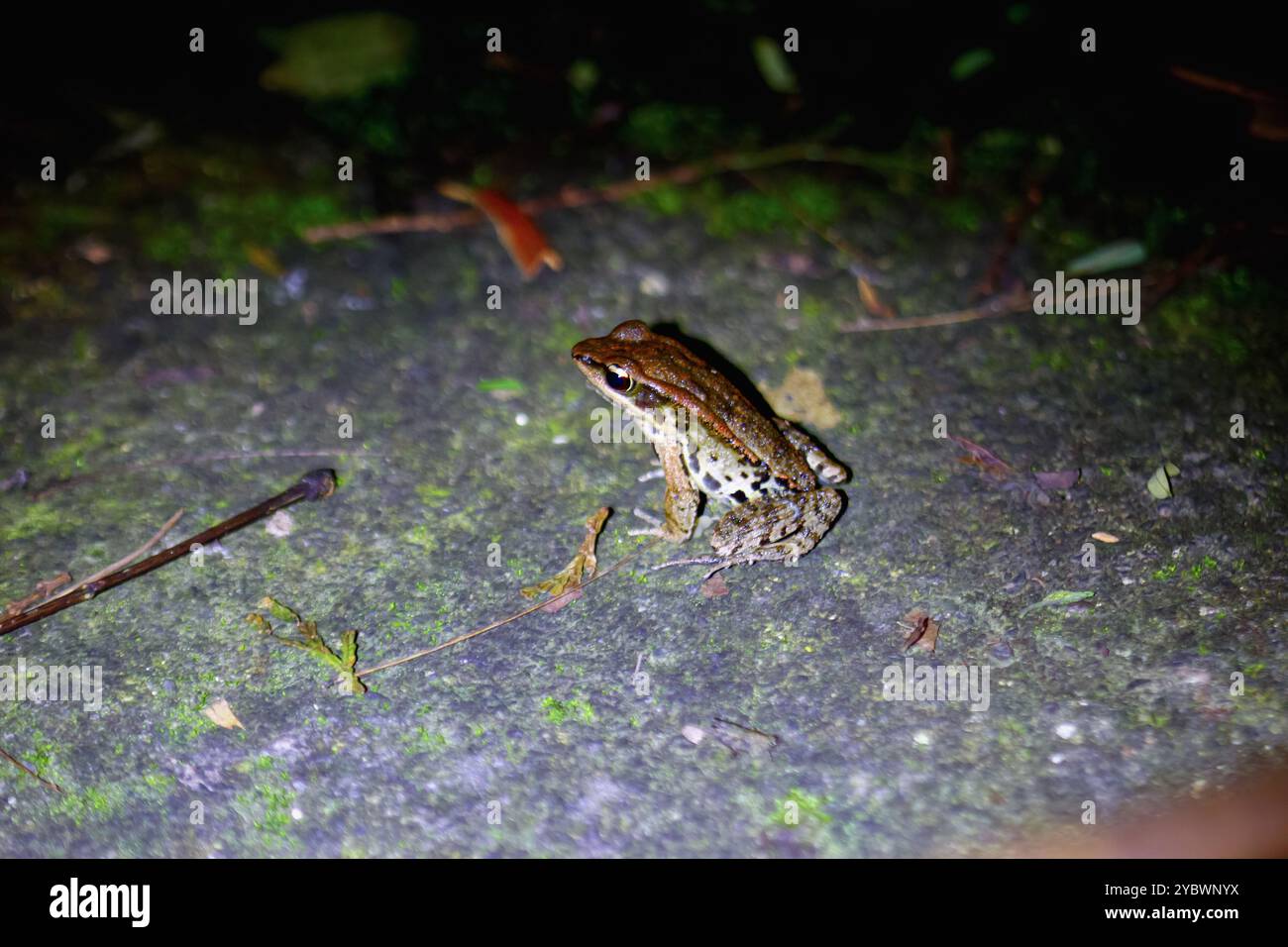 Un primo piano di una rana di Latouchte (Hylarana latouchii) seduta su una superficie umida, con i suoi grandi occhi scuri che guardano direttamente la fotocamera. Nuova Taipei Foto Stock