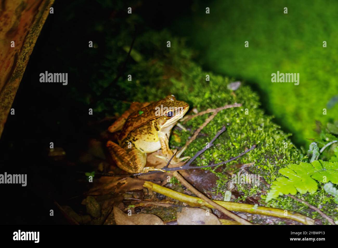 Un primo piano di una rana di Latouchte (Hylarana latouchii) seduta su una superficie umida, con i suoi grandi occhi scuri che guardano direttamente la fotocamera. Nuova Taipei Foto Stock