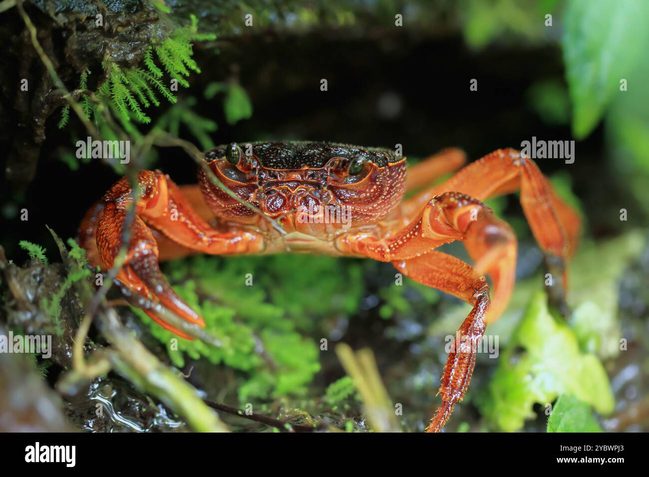 Una macro fotografia del volto di un granchio d'acqua dolce di Rathbun, che mostra i suoi dettagli intricati e l'impressionante colore rosso. Gli occhi composti e il potere del granchio Foto Stock