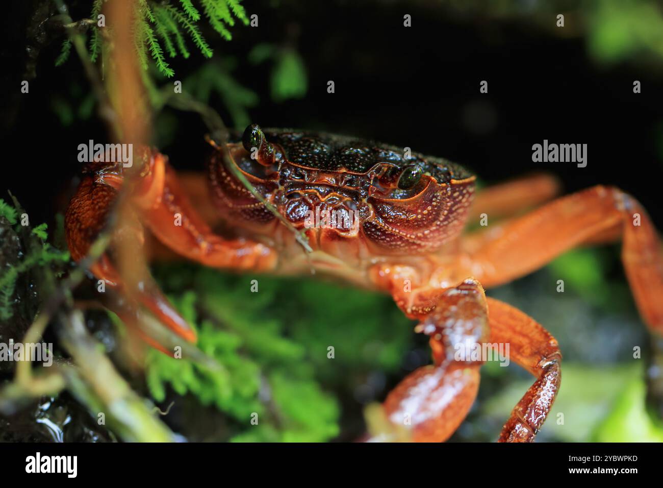 Una macro fotografia del volto di un granchio d'acqua dolce di Rathbun, che mostra i suoi dettagli intricati e l'impressionante colore rosso. Gli occhi composti e il potere del granchio Foto Stock
