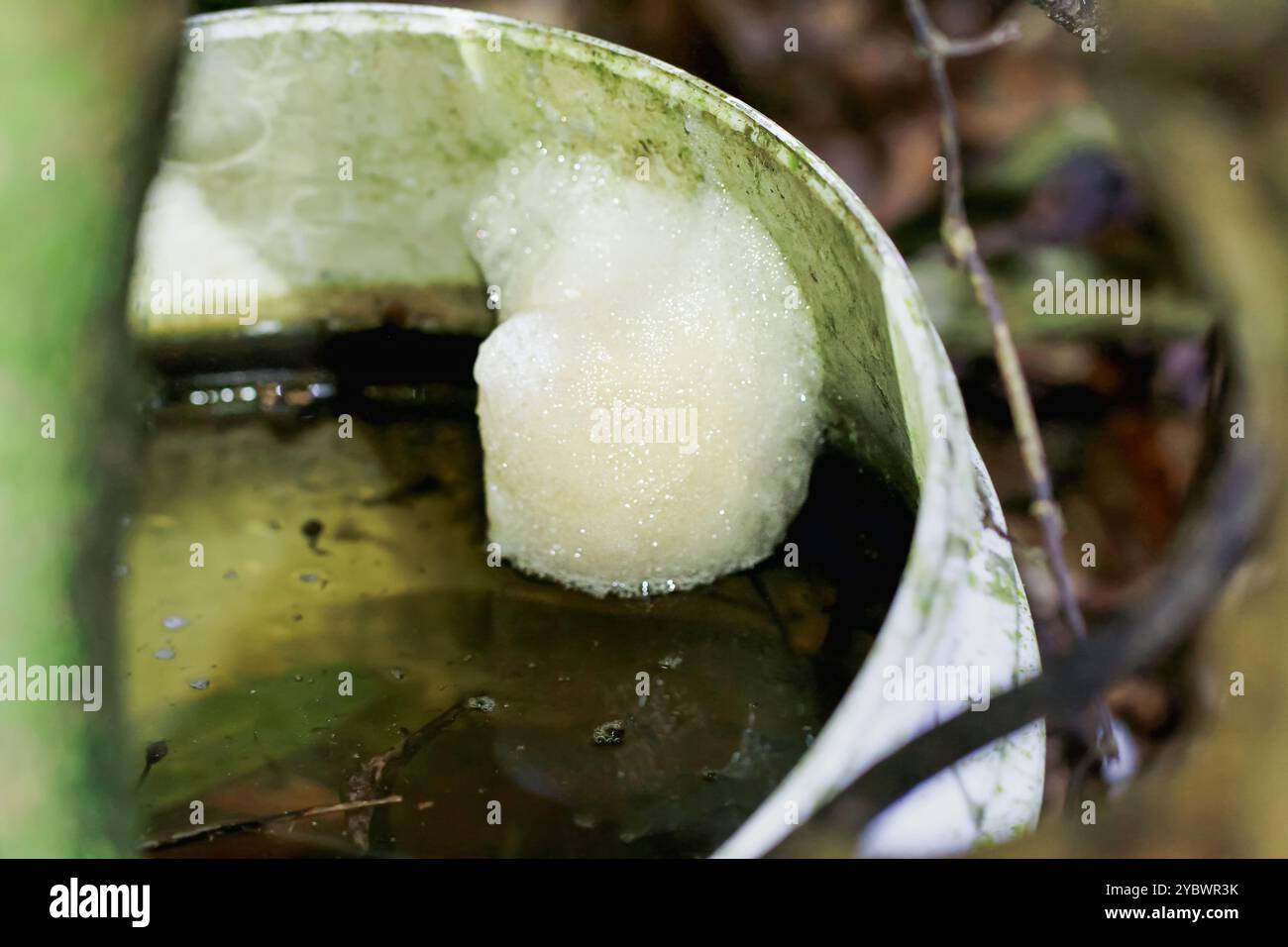 Un nido di schiuma di rana Taipei. La massa bianca e spumosa dell'uovo galleggia in un piccolo corpo d'acqua. Questo comportamento di allevamento unico è essenziale per t Foto Stock