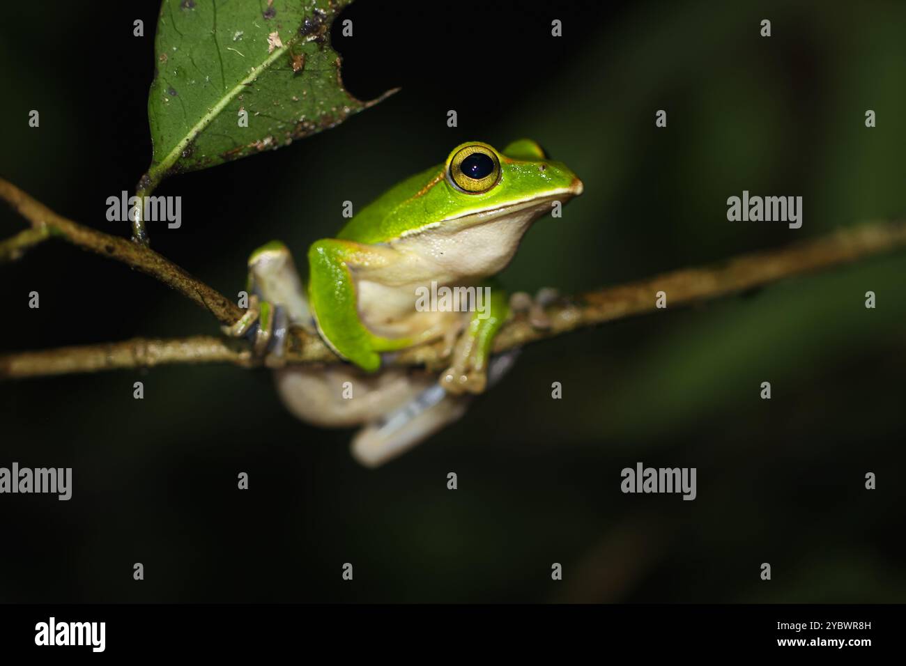 Una vivace rana color smeraldo (Zhangixalus prasinatus) si trova su un ramo sottile. È una specie endemica di Taiwan. Conosciuta per la sua pelle verde brillante e. Foto Stock