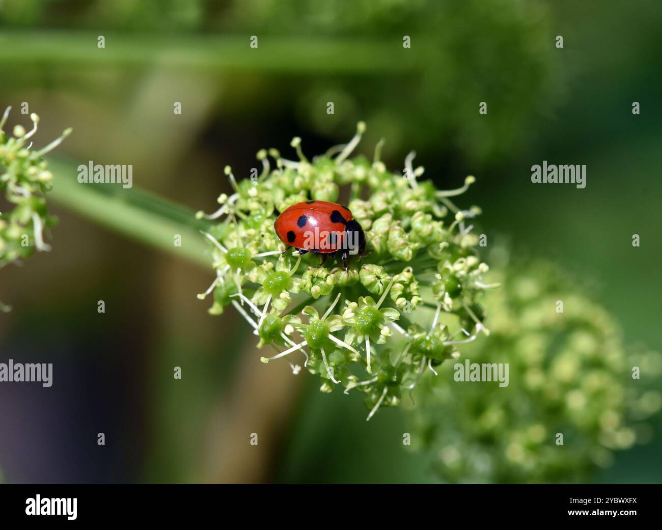 Marienkaefer, Coccinella semptempunctata, ist ein huebscher roter della Kaefer mit schwarzen Punkte. Insekt Das ist sehr nuetzlich und frisst viele Blattlae Foto Stock