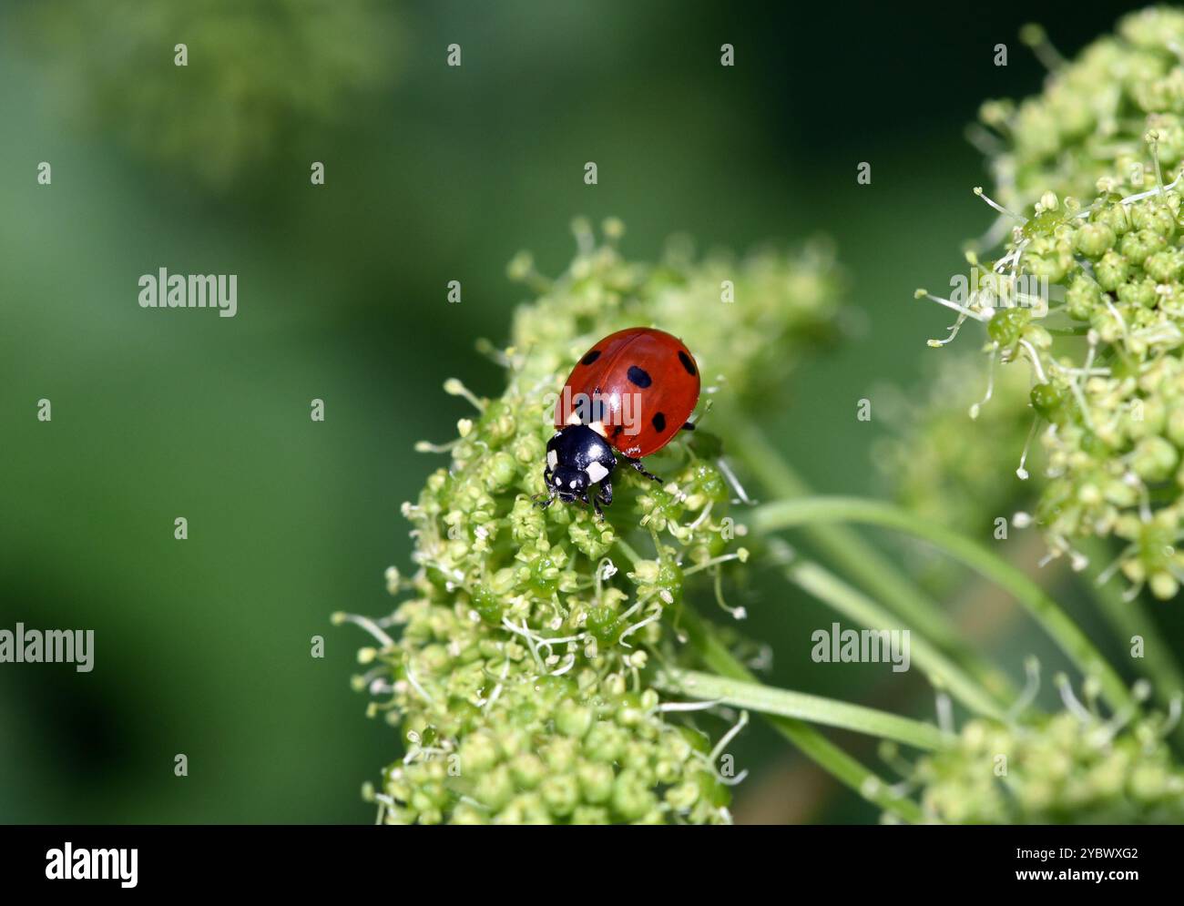 Marienkaefer, Coccinella semptempunctata, ist ein huebscher roter della Kaefer mit schwarzen Punkte. Insekt Das ist sehr nuetzlich und frisst viele Blattlae Foto Stock