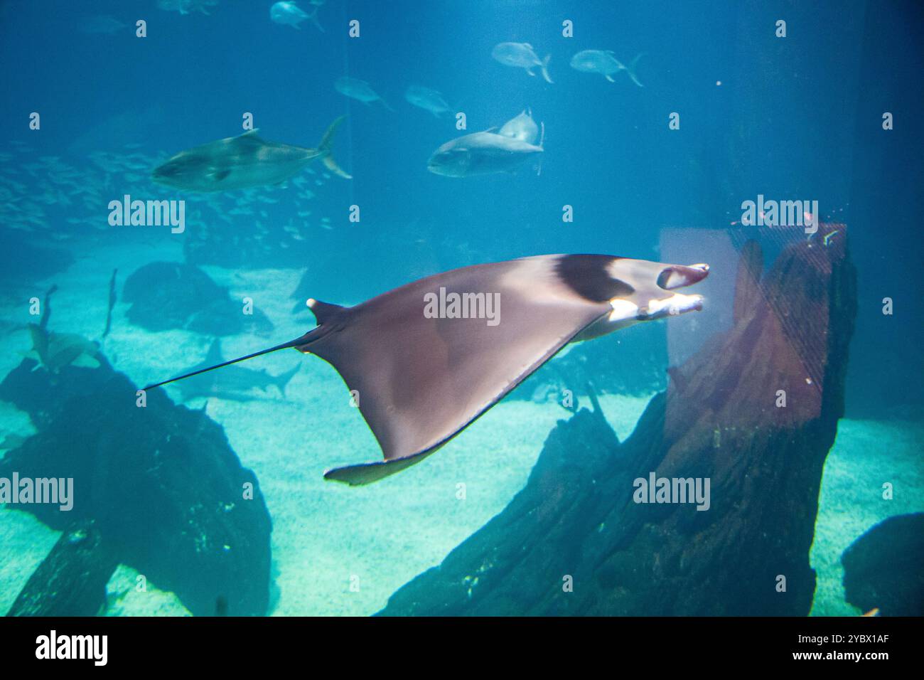 Una manta gigante scivola attraverso l'acqua nella Oceanário di Lisbona, mostrando la vita oceanica nello splendido acquario del Portogallo. Foto Stock