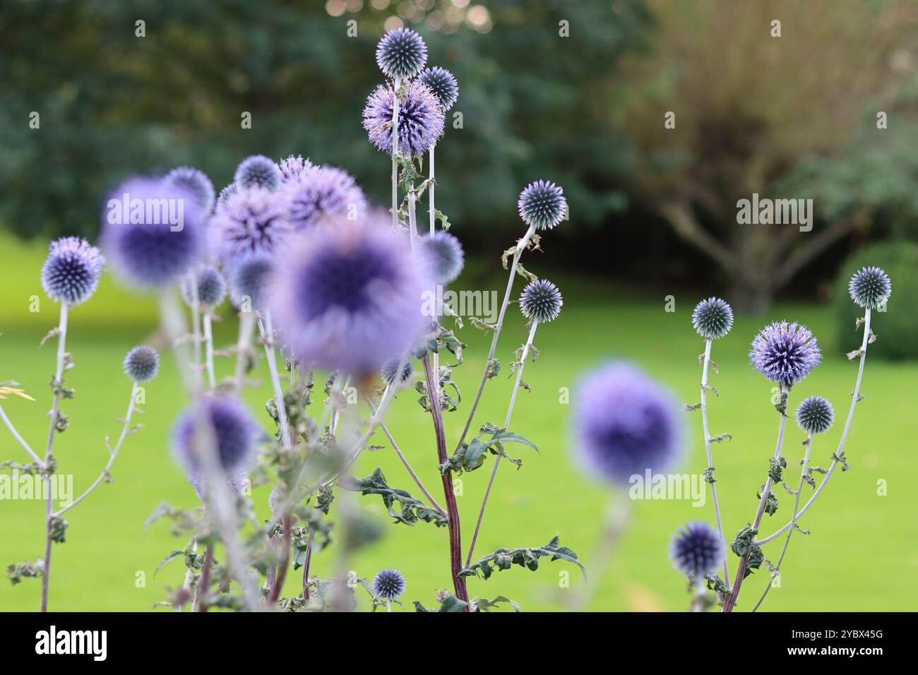 Il globo blu si muove in un giardino Foto Stock