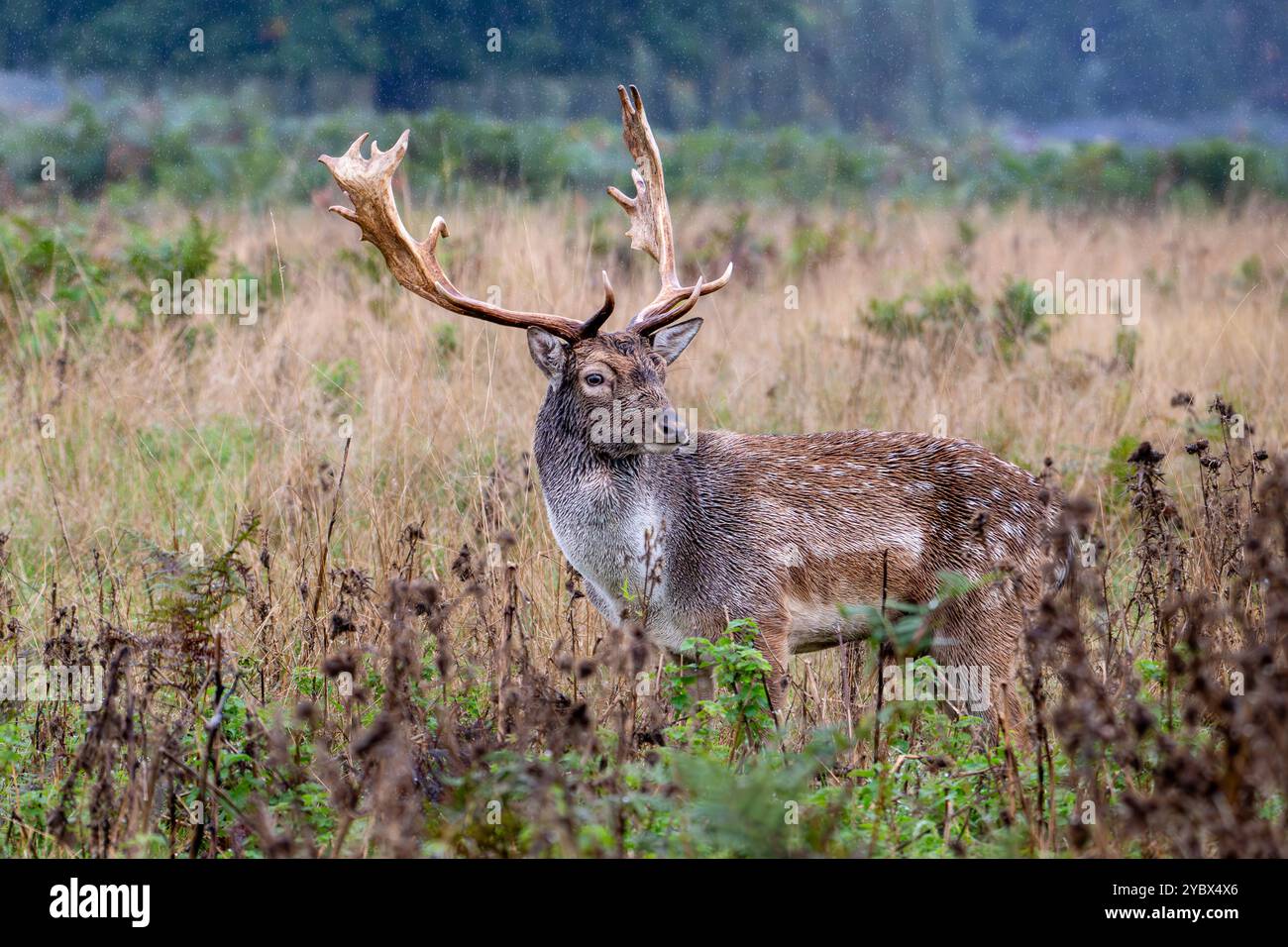 Fallow Deer Stag - Dama dama - Bushy Park, Londra Foto Stock
