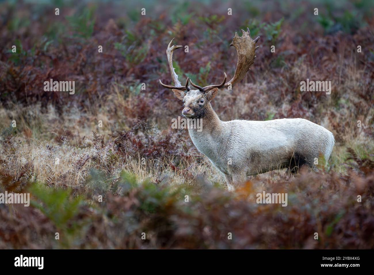 White Fallow Deer Stag - Dama dama - Bushy Park, Londra Foto Stock