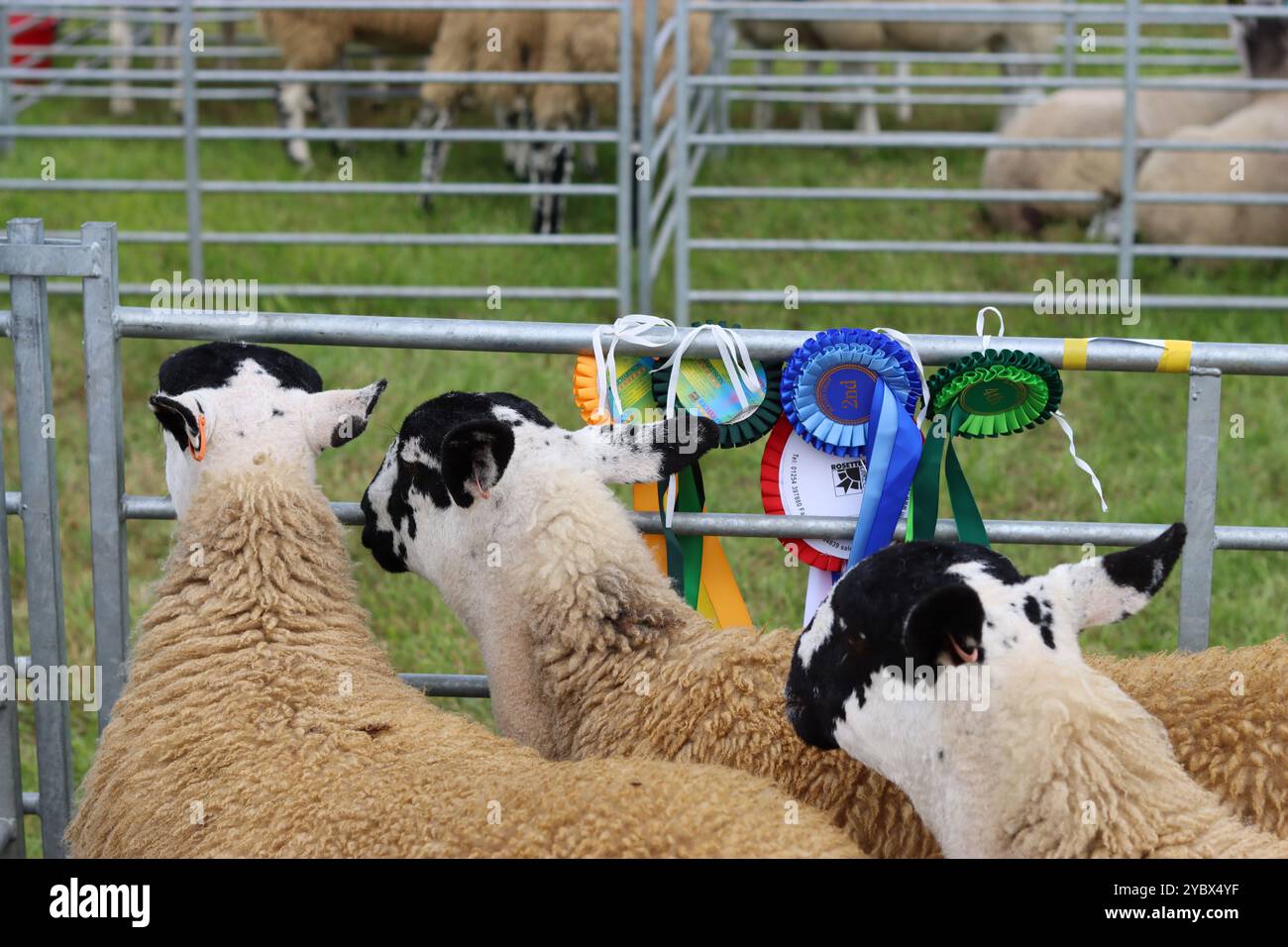 Pecore in recinti di giudizio in una mostra agricola di campagna Foto Stock