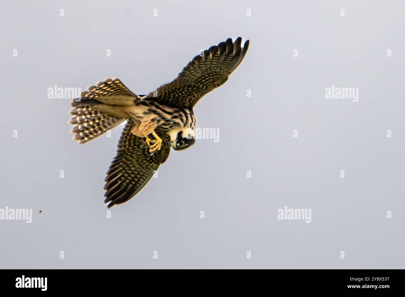 Eurasian Hobby - Falco subbuteo, mangiare Dragonfly in volo Foto Stock