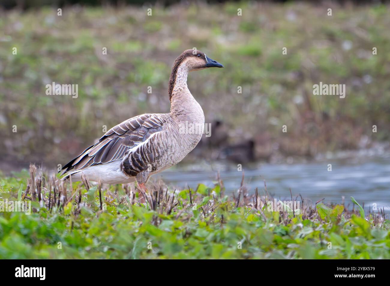 Oca cigno, Anser cygnoides, nel Gloucestershire Regno Unito Foto Stock