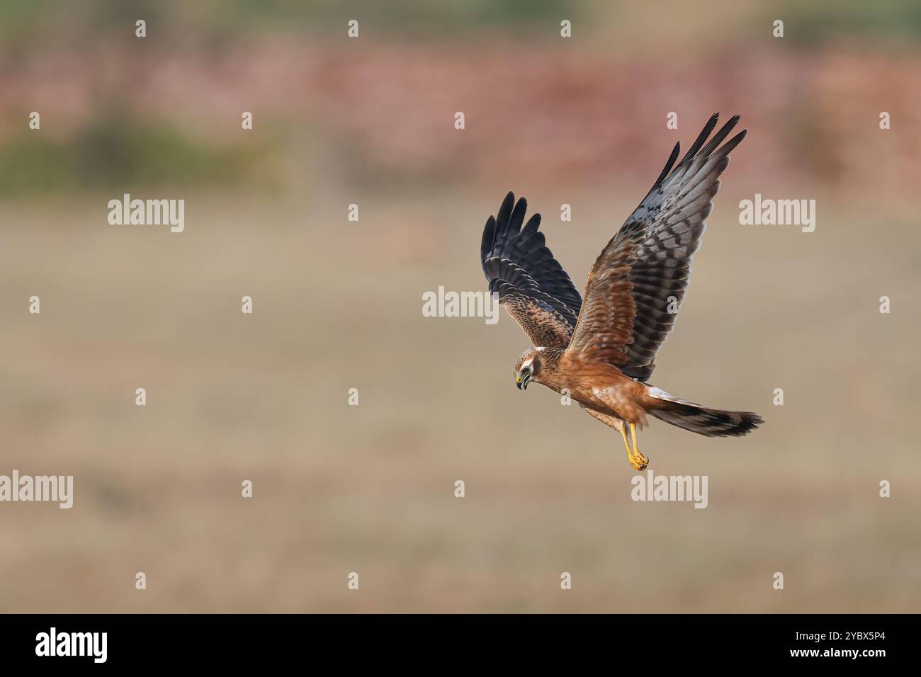 Pallid Harrier, un uccello migratorio invernale nel subcontinente indiano, che si trova principalmente nelle praterie Foto Stock