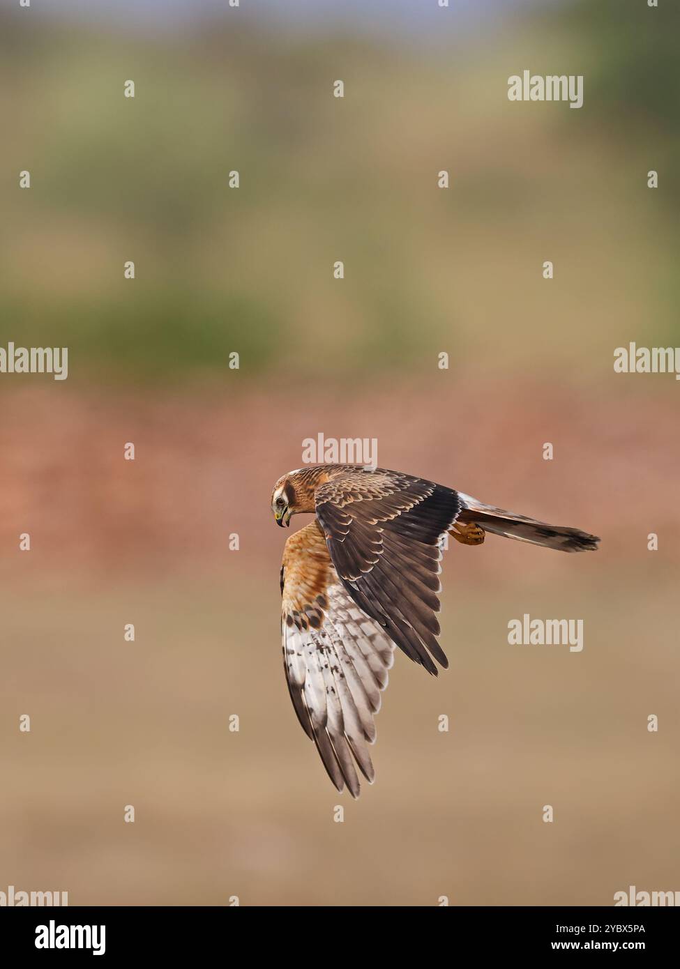 Pallid Harrier, un uccello migratorio invernale nel subcontinente indiano, che si trova principalmente nelle praterie Foto Stock