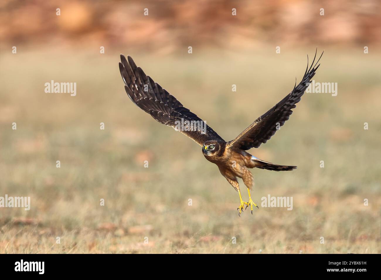 Pallid Harrier, un uccello migratorio invernale nel subcontinente indiano, che si trova principalmente nelle praterie Foto Stock