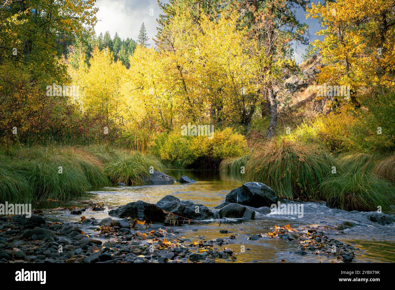 Vivace fogliame autunnale sul fiume Susan nella contea di Lassen, California, Stati Uniti Foto Stock