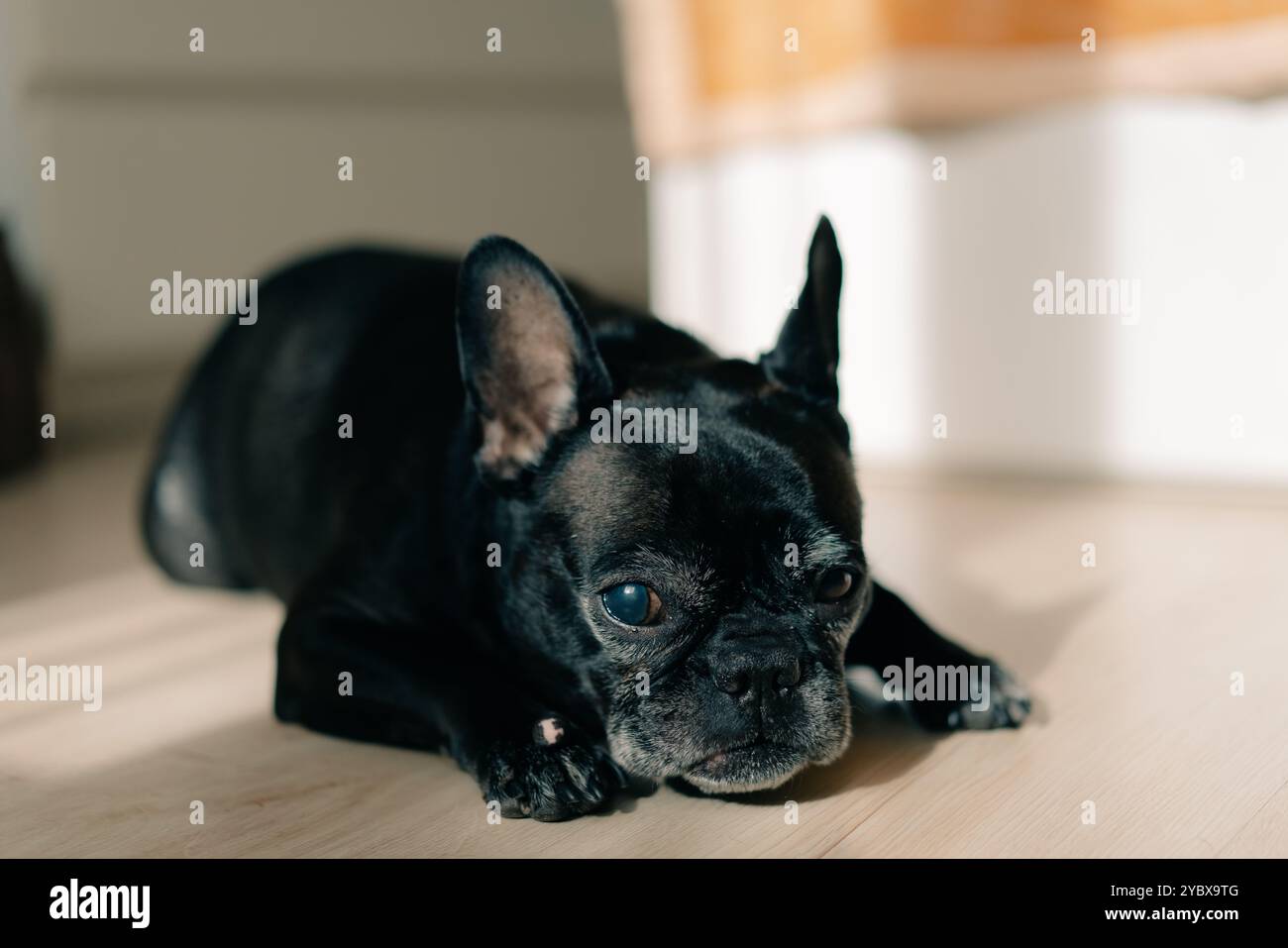 Il vecchio Bulldog francese sdraiato sul pavimento e sbadigliante. Il cane si sente assonnato. Foto di alta qualità Foto Stock