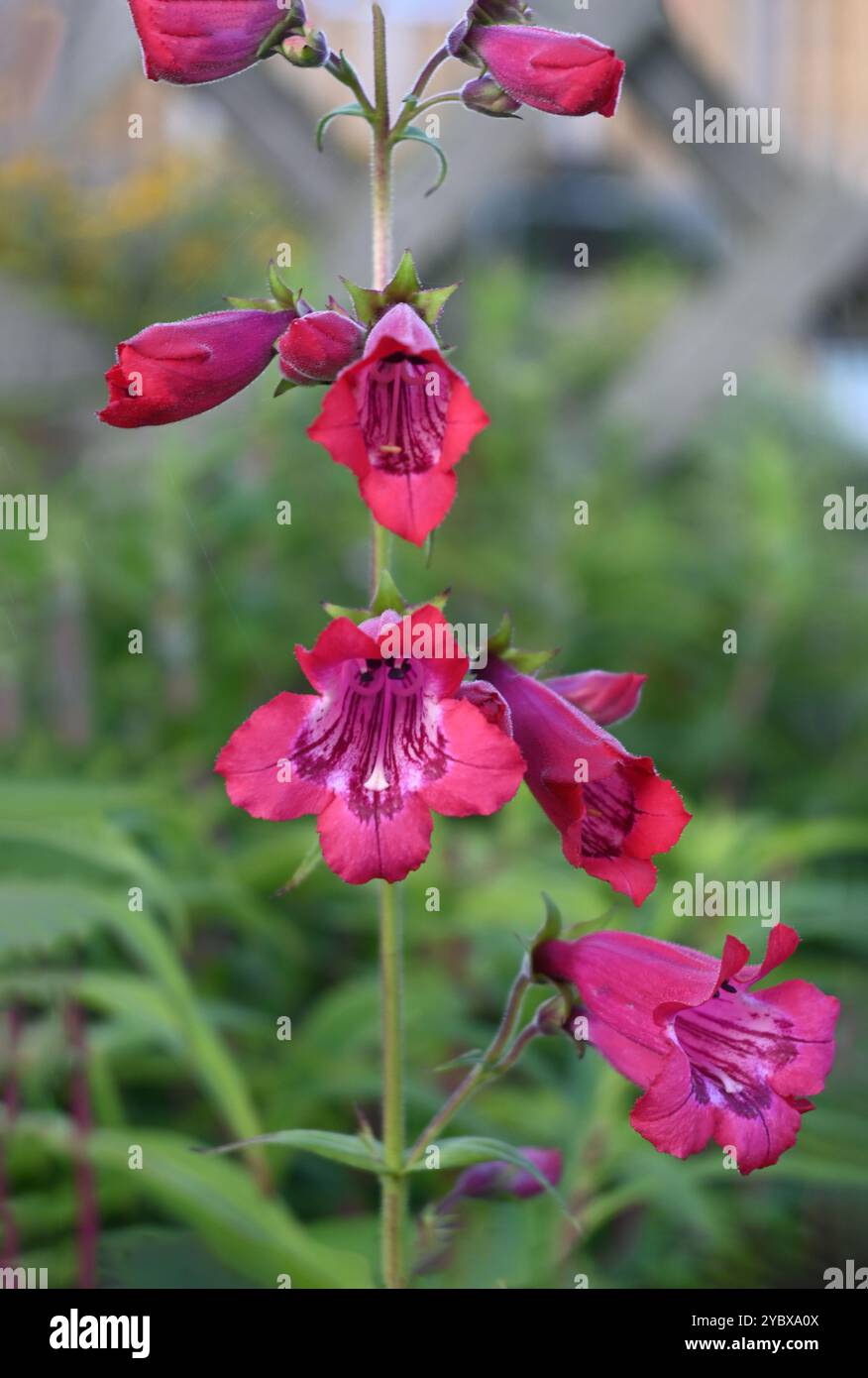 penstemon cha cha rosa caldo Foto Stock