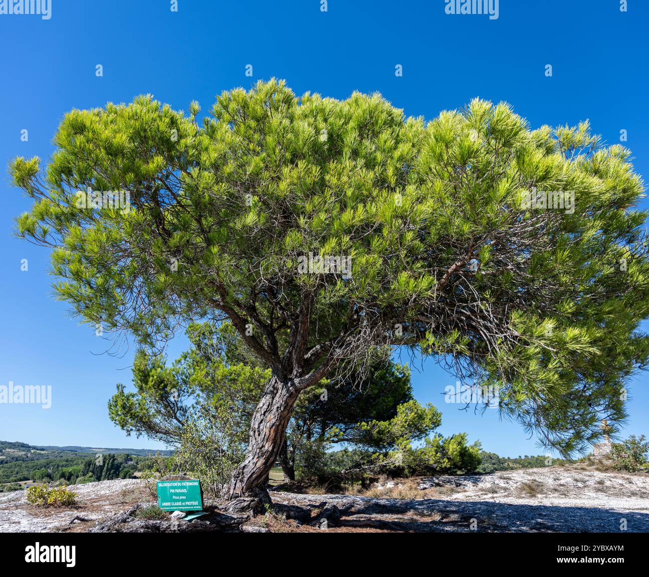 Pino italiano (Pinus pinea) o pino ombrello, Montolieu, dipartimento Aude, Occitania, Francia Foto Stock