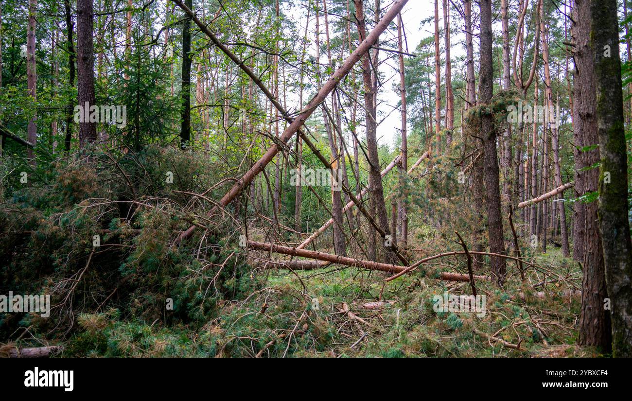 Scena nella foresta dopo la tempesta Foto Stock