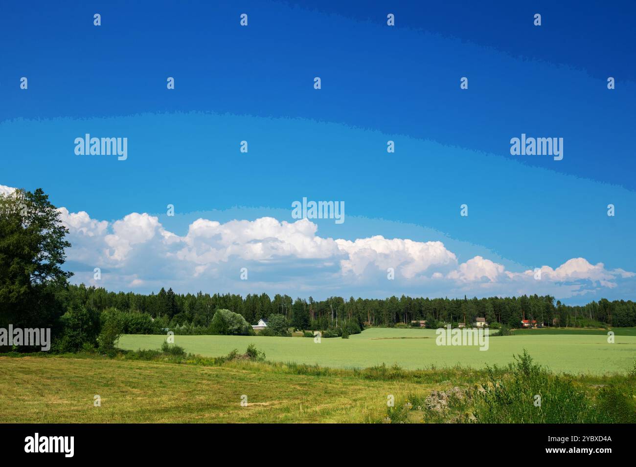 Incredibile campo di grano (grano duro) in una fantastica giornata di sole nel Nord Europa (o in Canada) - nuvole chiare e cielo blu alcune case sono molto lontane vicino Foto Stock