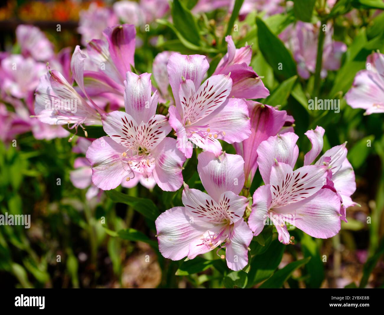 Macro di rosso e di giallo giglio peruviano fiore (Alstroemeria aurantiaca) Foto Stock