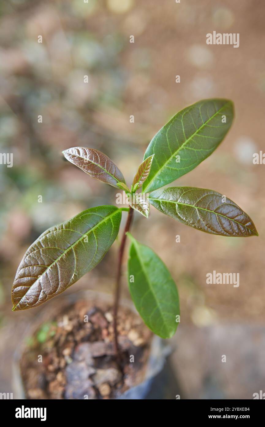 primo piano di una giovane pianta di avocado coltivata in borsa sullo sfondo del giardino, foglie lucide di colore verde brillante, messa a fuoco morbida con spazio di copia Foto Stock