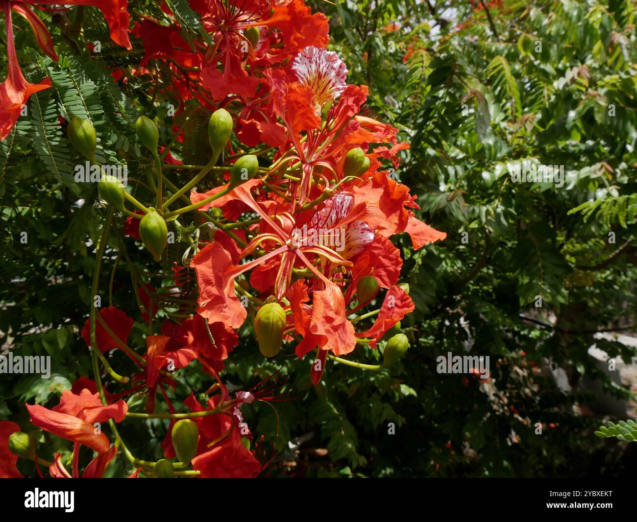 albero di fiamma o delonix regia in fiore, primo piano con fiori rossi. Albero in fiore tropicale, poinciana reale in estate Foto Stock