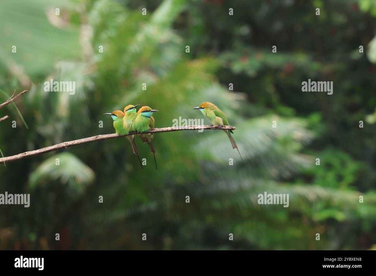 "Chat dal vivo di Green- Bee -Eaters". Dopo aver mangiato insetti, api, sono impegnati in una chat aperta. Di solito si vede in piccoli gruppi. Foto Stock