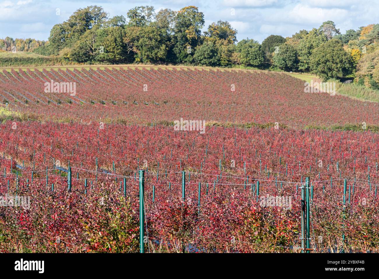 Campi di mirtilli biologici o fattoria in autunno, cespugli di mirtilli con foglie rosse in autunno, Surrey, Inghilterra, Regno Unito Foto Stock
