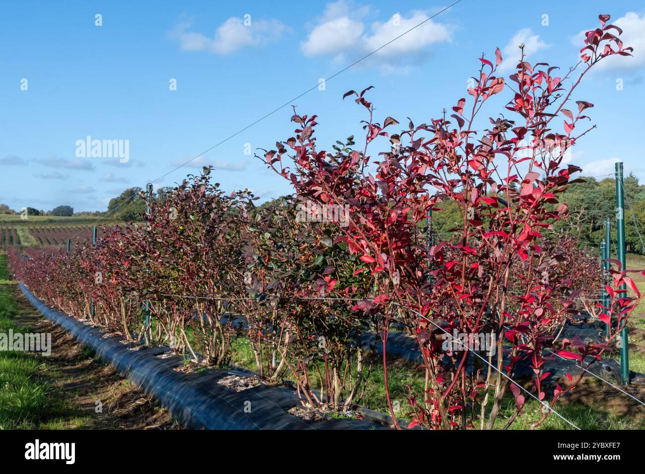 Campi di mirtilli biologici o fattoria in autunno, cespugli di mirtilli con foglie rosse in autunno, Surrey, Inghilterra, Regno Unito Foto Stock