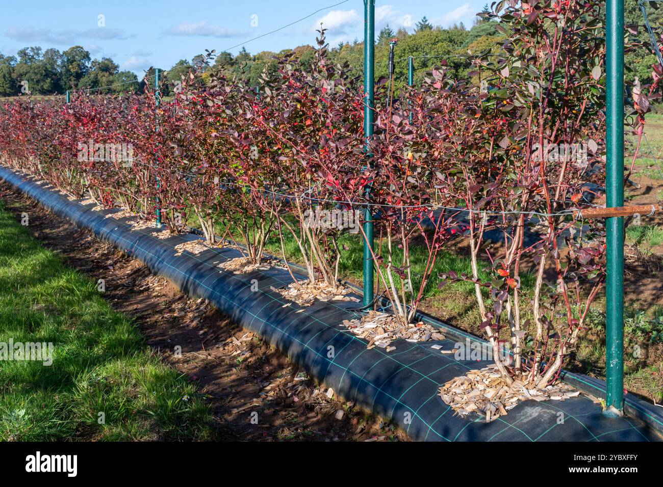 Campi di mirtilli biologici o fattoria in autunno, cespugli di mirtilli con foglie rosse in autunno, Surrey, Inghilterra, Regno Unito Foto Stock
