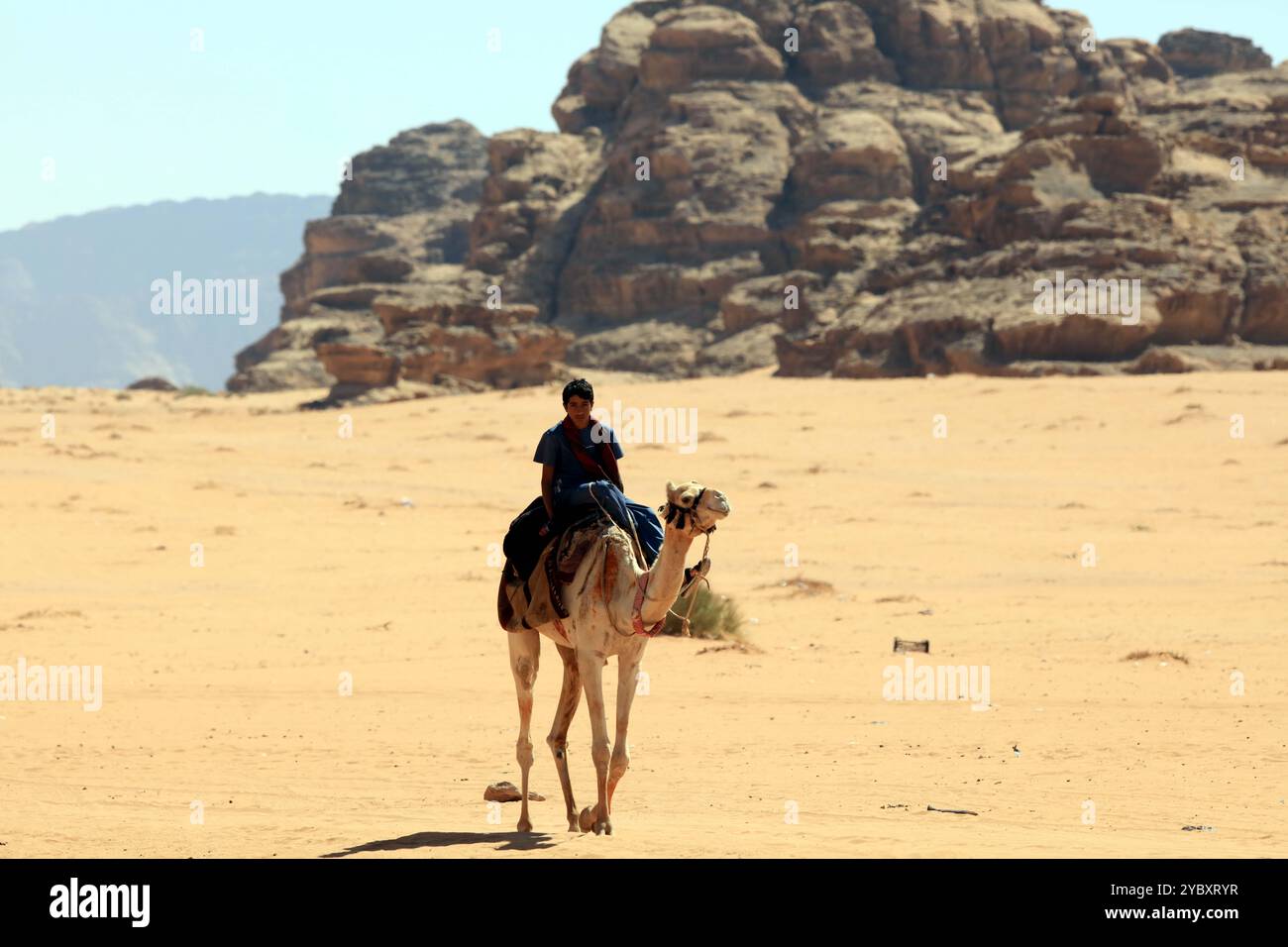 Wadi Rum, Giordania. 11 ottobre 2024. Un beduino cavalca il suo cammello a Wadi Rum, Giordania, 11 ottobre 2024. I beduini significano abitanti del deserto in arabo, che sono tribù arabe nomadi storicamente abitavano le regioni desertiche della penisola arabica, del Nord Africa, ecc. Con i cambiamenti della storia, molti beduini hanno vissuto una vita stabile, ma alcuni vivono ancora una vita nomade per parte dell'anno. Crediti: Mohammad Abu Ghosh/Xinhua/Alamy Live News Foto Stock