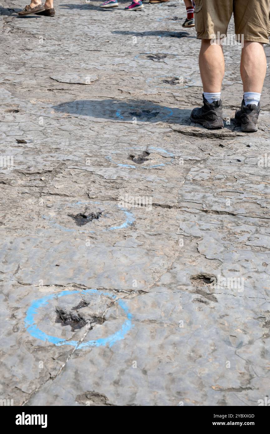 La cava di roccia con impronte di dinosauri dell'era Triassica apre per un fine settimana all'anno ai visitatori. Le impronte sono state trovate nel 1989 da un geologo al lavoro Foto Stock