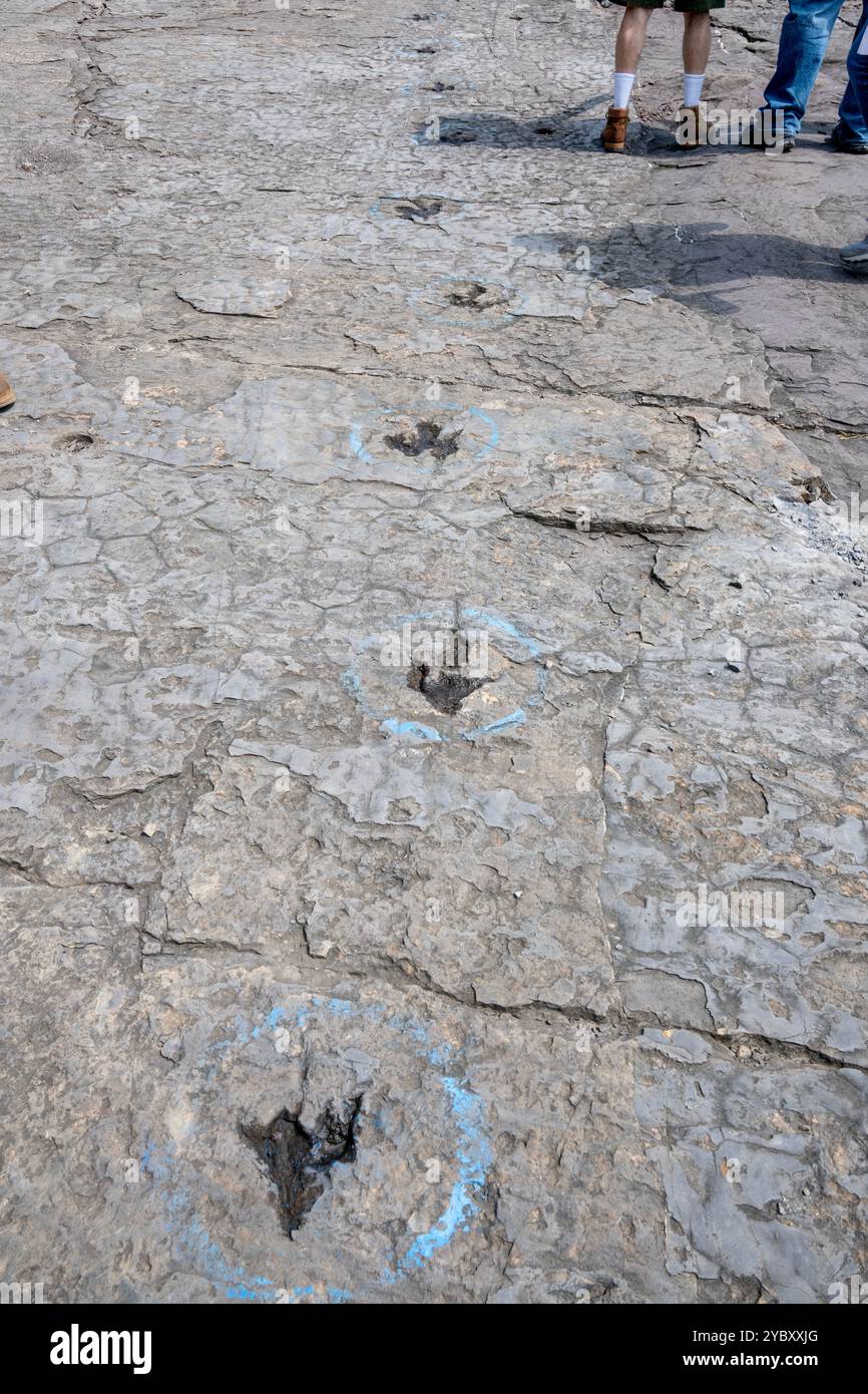 La cava di roccia con impronte di dinosauri dell'era Triassica apre per un fine settimana all'anno ai visitatori. Le impronte sono state trovate nel 1989 da un geologo al lavoro Foto Stock